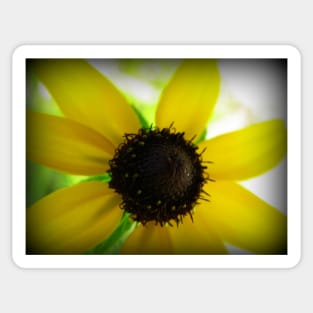 Floral Art Blacked Eyed Susan Flower Sunny Happy Yellow & Brown Flower Sticker